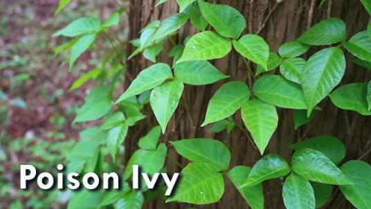 Poison Ivy vs. Oak